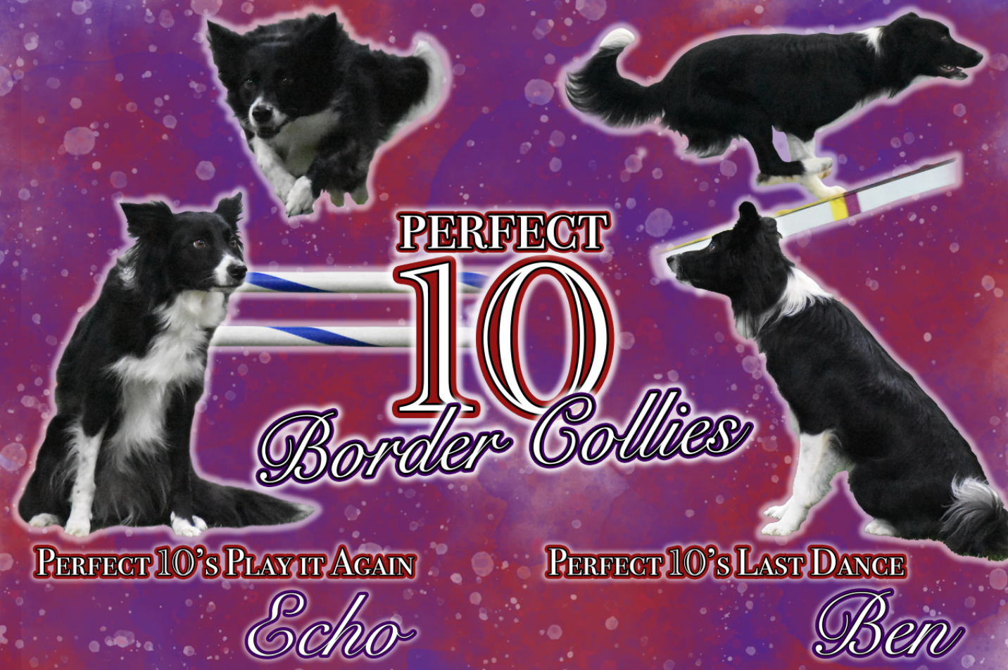 Custom Dog Agility Banner Design